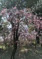 岡本八幡神社の自然