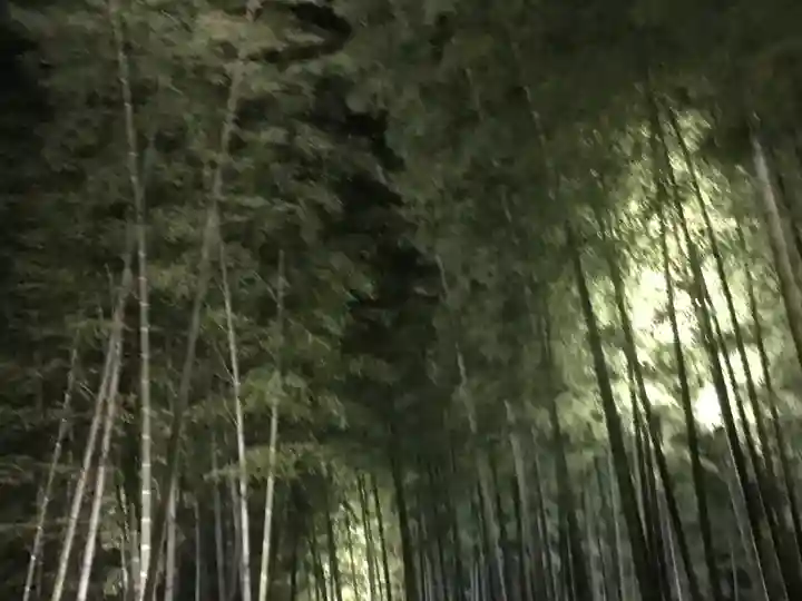 高台寺(高台寿聖禅寺・高臺寺)の自然