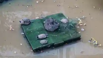 厳島神社の庭園