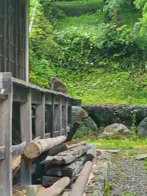 清雲寺の動物