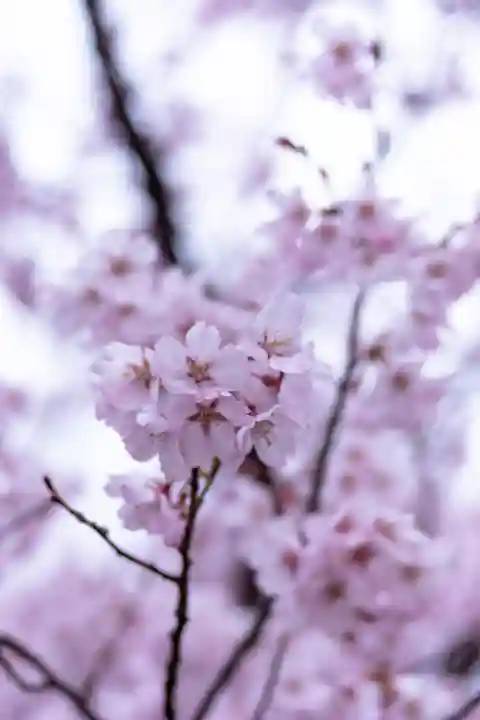新城藤原神社(長野県)