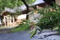 王宮伊豆神社の自然