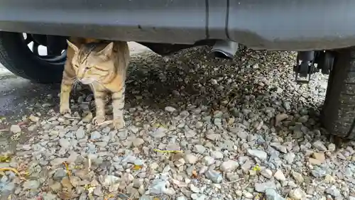 鹿角八坂神社の動物