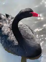 常磐神社の動物