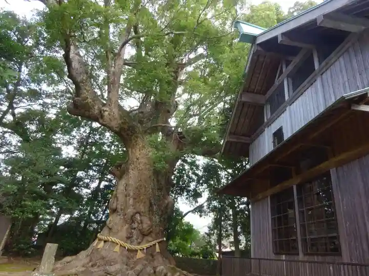 川津来宮神社の自然