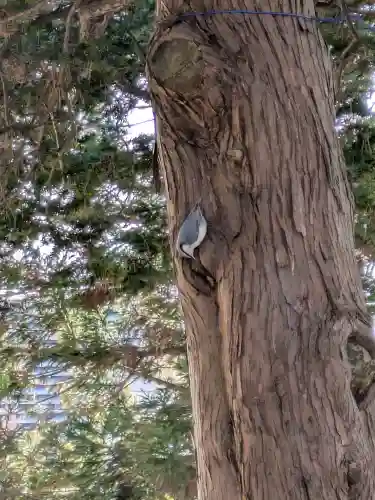 神山稲荷神社の{uncategorized: "未分類", other: "その他", undefined: "問題あり", building: "その他建物", grave: "お墓", sacred_gate: "鳥居", guardian: "狛犬", statue: "像", buddha: "仏像", history: "歴史", nature: "自然", garden: "庭園", animal: "動物", pagoda: "塔", temizu: "手水舎", mountain_gate: "山門・神門", sanctuary: "本殿・本堂", subordinate: "末社・摂社", art: "芸術", scenery: "景色", jizo: "地蔵", ema: "絵馬", goshuin: "御朱印", omikuji: "おみくじ", items: "授与品その他", amulet: "お守り", goshuincho: "御朱印帳", eats: "食事", festival: "お祭り", votive_dance: "神楽", shichigosan: "七五三参", wedding: "結婚式", experience: "体験その他", initially: "初詣", around: "周辺", anti_infection: "感染症対策"}