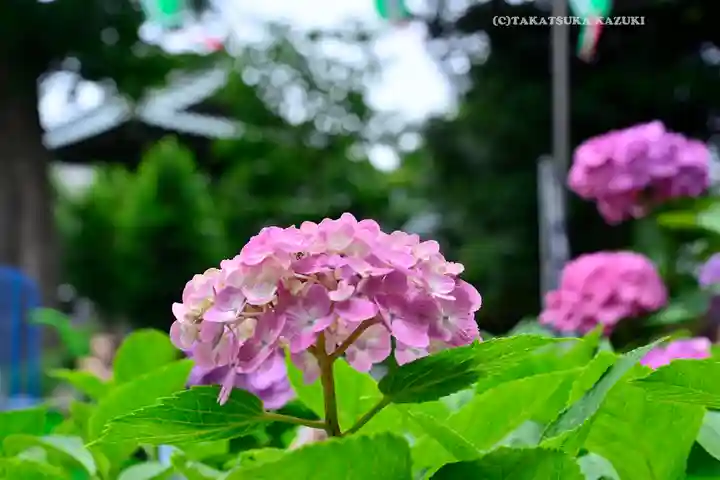 白山神社(東京都)