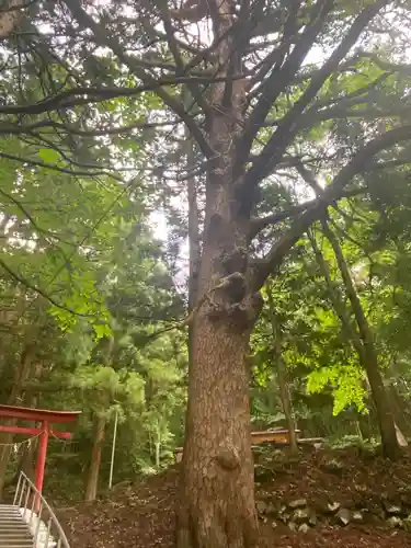 月山神社の自然