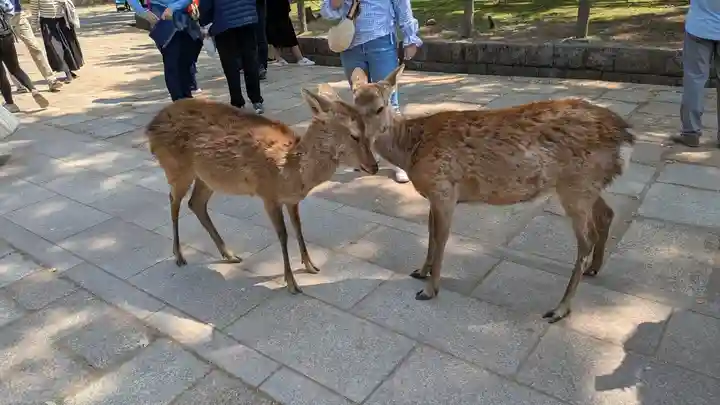 東大寺(奈良県)