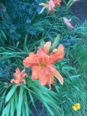 大喜寺(愛知県)