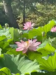 白山神社(新潟県)