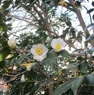 紅葉八幡宮(福岡県)