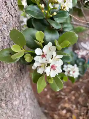 諏訪雷電神社(埼玉県)