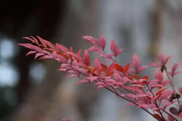 阿久津「田村神社」(郡山市阿久津町)旧社名:伊豆箱根三嶋三社の自然