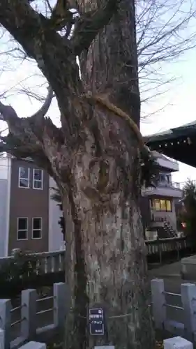 高木神社の自然