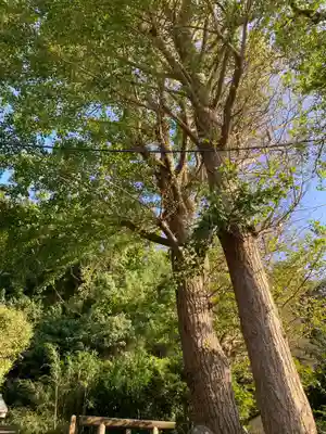 五所神社の自然