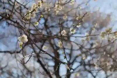 谷保天満宮の{uncategorized: "未分類", other: "その他", undefined: "問題あり", building: "その他建物", grave: "お墓", sacred_gate: "鳥居", guardian: "狛犬", statue: "像", buddha: "仏像", history: "歴史", nature: "自然", garden: "庭園", animal: "動物", pagoda: "塔", temizu: "手水舎", mountain_gate: "山門・神門", sanctuary: "本殿・本堂", subordinate: "末社・摂社", art: "芸術", scenery: "景色", jizo: "地蔵", ema: "絵馬", goshuin: "御朱印", omikuji: "おみくじ", items: "授与品その他", amulet: "お守り", goshuincho: "御朱印帳", eats: "食事", festival: "お祭り", votive_dance: "神楽", shichigosan: "七五三参", wedding: "結婚式", experience: "体験その他", initially: "初詣", around: "周辺", anti_infection: "感染症対策"}