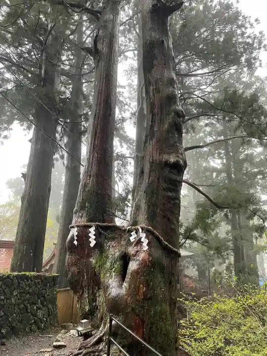 玉置神社の自然