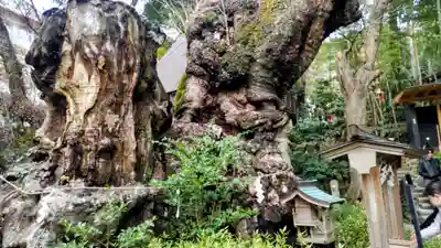 來宮神社(静岡県)