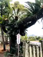 米ノ津天満宮の自然