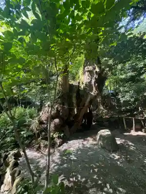 來宮神社(静岡県)