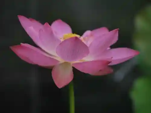 極楽山　浄土寺の自然