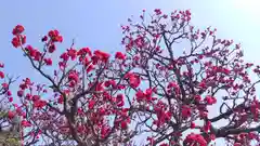 根来寺 智積院の自然