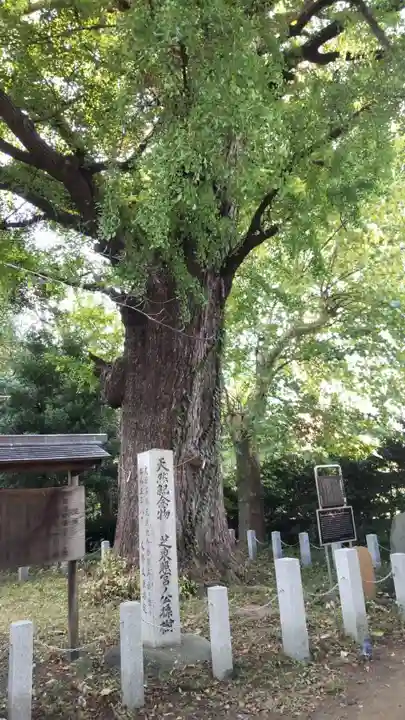 芝東照宮の自然