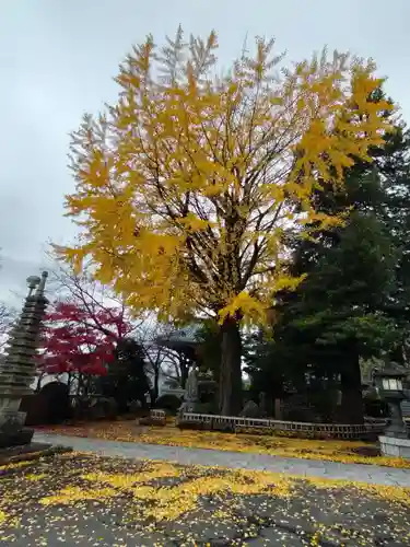 華嚴院の庭園