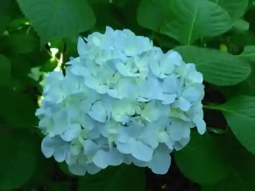 明月院(神奈川県)