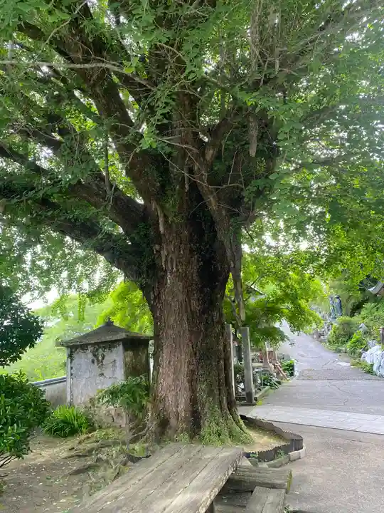 慈眼寺(徳島県)