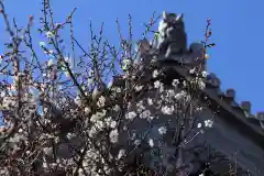 法話と天井絵の寺　観音寺の自然