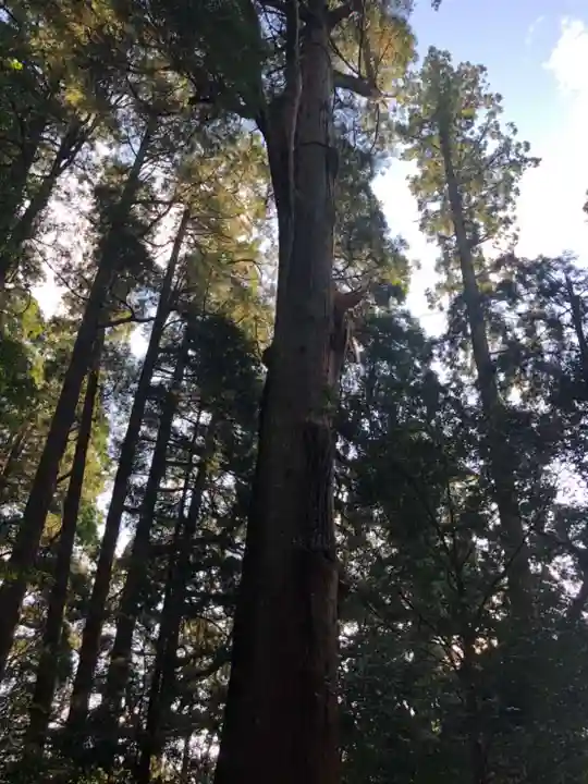 高千穂神社の自然