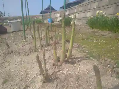 雨竜　専福寺(北海道)
