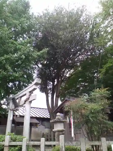 秋葉神社（元秋葉神社）の自然