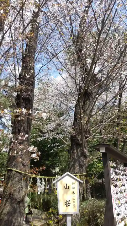 櫻木神社(千葉県)