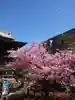 桜神宮の自然
