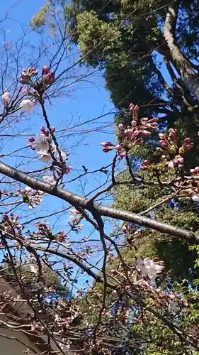 阿佐ヶ谷神明宮の自然