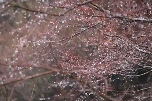 鹿島大神宮の自然