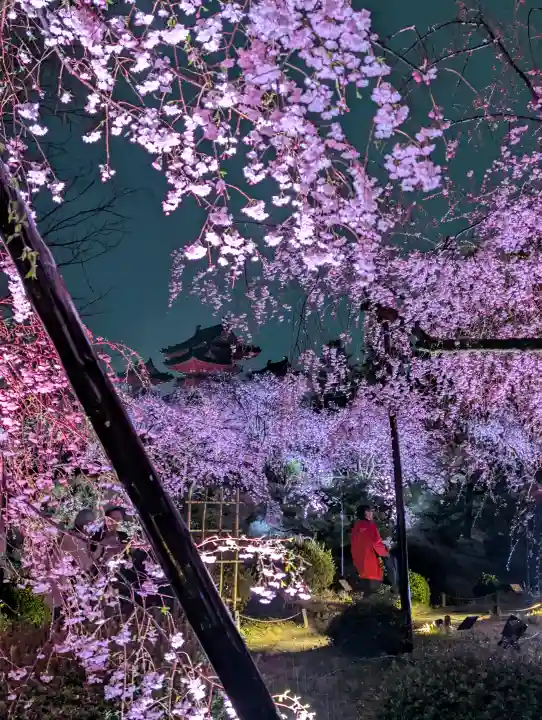 平安神宮の{uncategorized: "未分類", other: "その他", undefined: "問題あり", building: "その他建物", grave: "お墓", sacred_gate: "鳥居", guardian: "狛犬", statue: "像", buddha: "仏像", history: "歴史", nature: "自然", garden: "庭園", animal: "動物", pagoda: "塔", temizu: "手水舎", mountain_gate: "山門・神門", sanctuary: "本殿・本堂", subordinate: "末社・摂社", art: "芸術", scenery: "景色", jizo: "地蔵", ema: "絵馬", goshuin: "御朱印", omikuji: "おみくじ", items: "授与品その他", amulet: "お守り", goshuincho: "御朱印帳", eats: "食事", festival: "お祭り", votive_dance: "神楽", shichigosan: "七五三参", wedding: "結婚式", experience: "体験その他", initially: "初詣", around: "周辺", anti_infection: "感染症対策"}