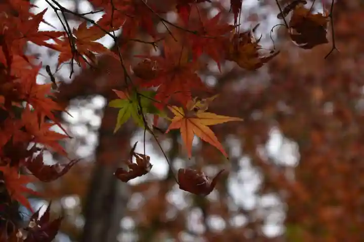 廬山寺(廬山天台講寺)の自然