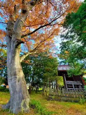 蠶養國神社(福島県)