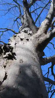 鎮守氷川神社(埼玉県)