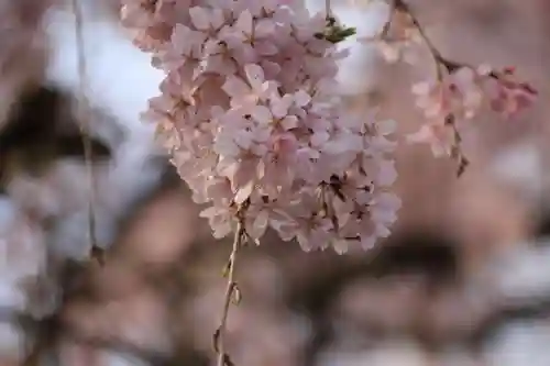 八幡神社の庭園