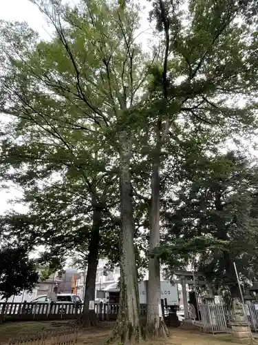 大宮前春日神社の自然