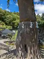 夫婦木神社の自然