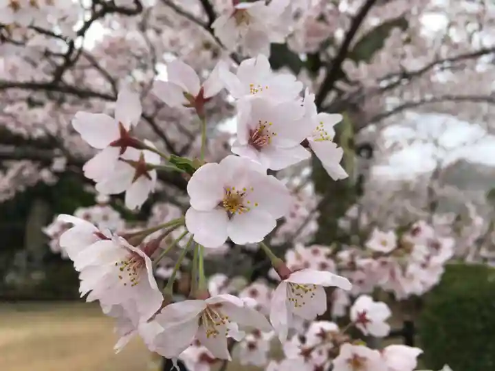 園城寺(三井寺)の自然