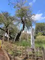 東光寺(埼玉県)