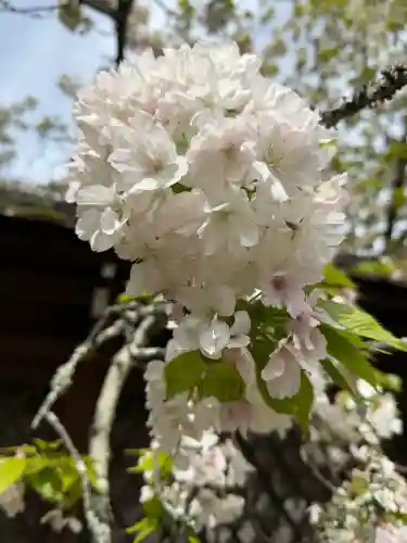 平野神社の{uncategorized: "未分類", other: "その他", undefined: "問題あり", building: "その他建物", grave: "お墓", sacred_gate: "鳥居", guardian: "狛犬", statue: "像", buddha: "仏像", history: "歴史", nature: "自然", garden: "庭園", animal: "動物", pagoda: "塔", temizu: "手水舎", mountain_gate: "山門・神門", sanctuary: "本殿・本堂", subordinate: "末社・摂社", art: "芸術", scenery: "景色", jizo: "地蔵", ema: "絵馬", goshuin: "御朱印", omikuji: "おみくじ", items: "授与品その他", amulet: "お守り", goshuincho: "御朱印帳", eats: "食事", festival: "お祭り", votive_dance: "神楽", shichigosan: "七五三参", wedding: "結婚式", experience: "体験その他", initially: "初詣", around: "周辺", anti_infection: "感染症対策"}