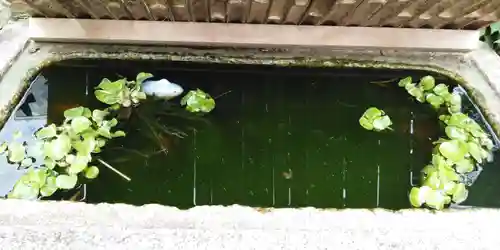 高尾山麓氷川神社の手水舎